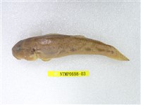 藏品(唇厚鯊)的圖片